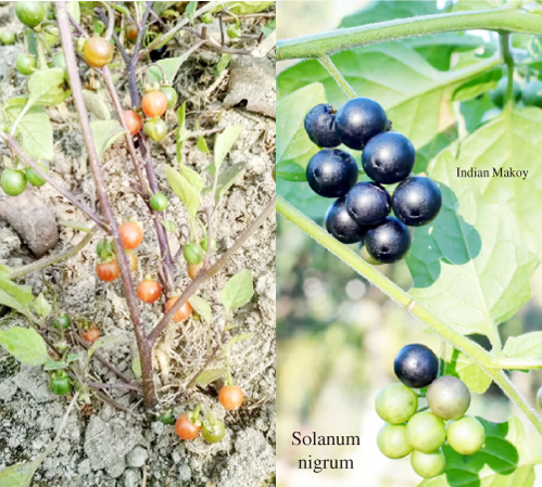 लिवर, बुखार, अपच, कब्ज, उल्टी, हिचकी, बवासीर, स्किन की बीमारियों, सूजन इत्यादि की मुफ्त की दवा मकोय