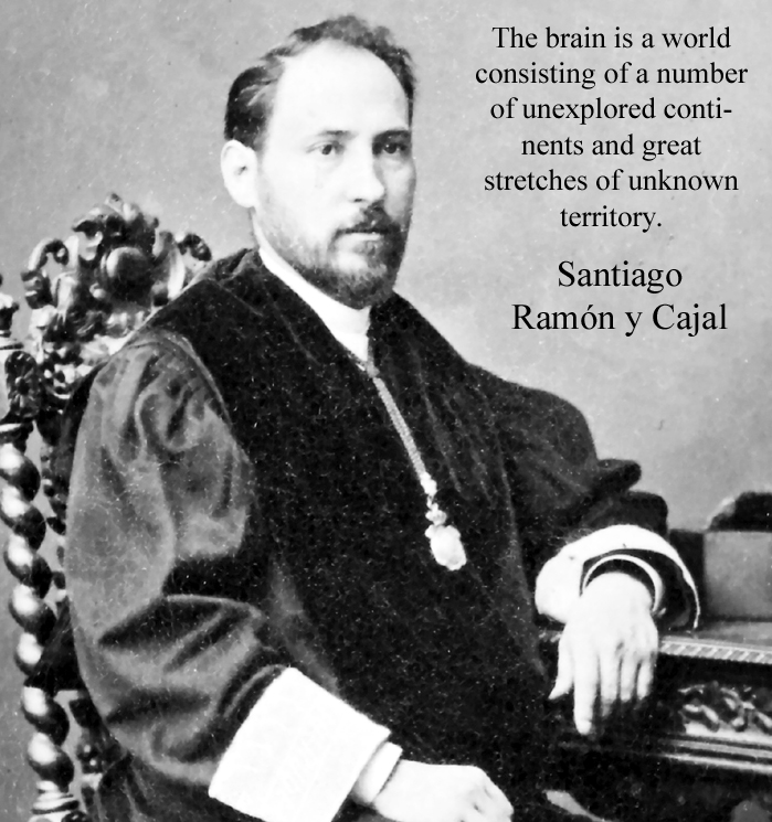 Santiago Ramón y Cajal Spanish neuroscientist, pathologist, histologist specialising in neuroanatomy, central nervous system Nobel Prize in Physiology Born 1 May 1852 Petilla de Aragón, Spain