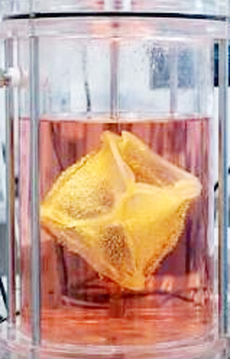 Medical breakthrough, Australian scientists have developed tissue resembling human heart valves from stem cells, this could save countless lives